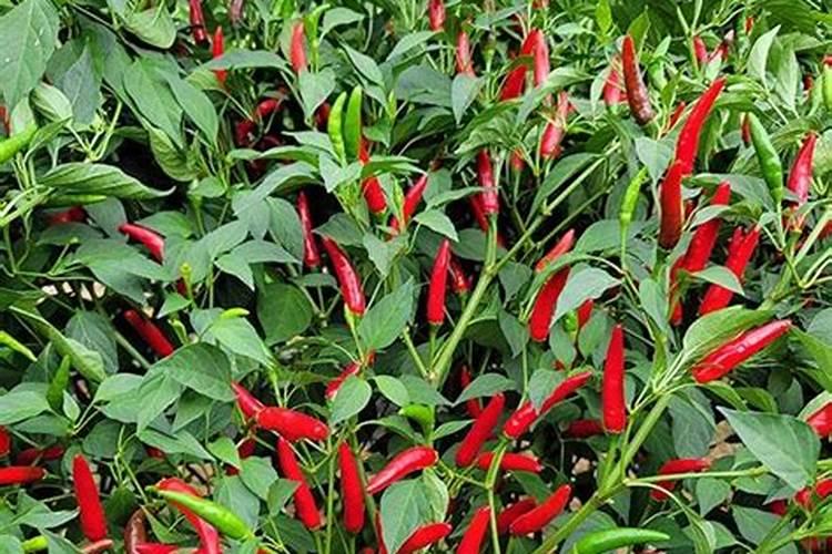 雨季施用农药,有哪些技巧？