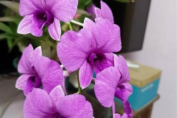 大蒜叶子发黄是什么原因