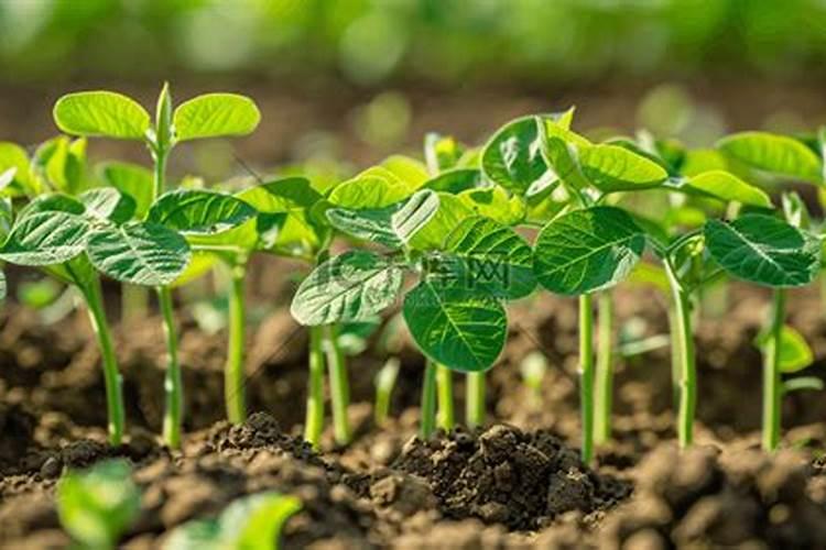 棒菜、榨菜、儿菜高产种植技术