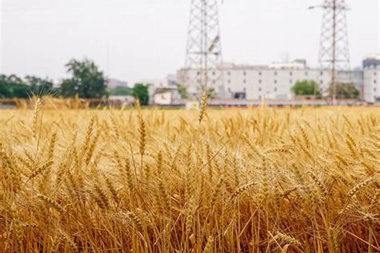 蔬菜强力生根剂自制方法