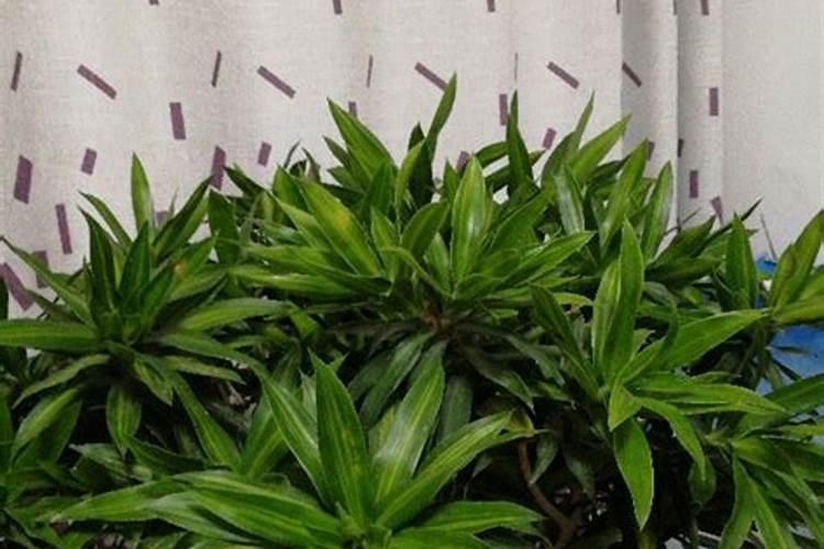 芹菜能施复合肥吗