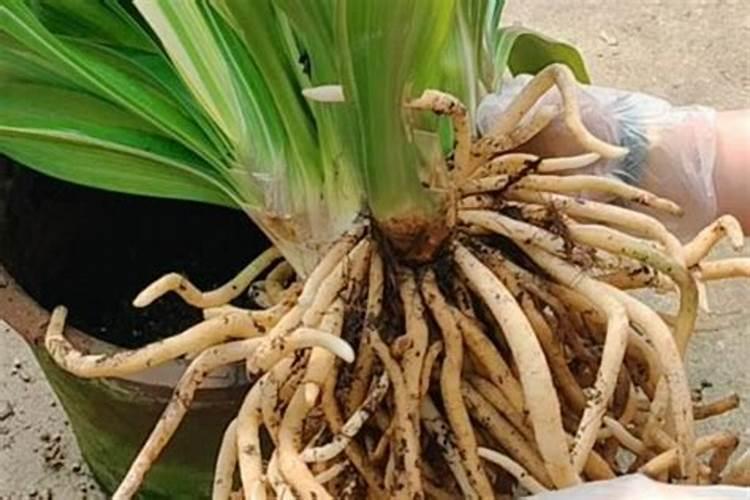 二胺和尿素哪个好