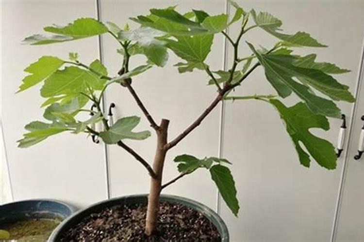 大量元素和矿源黄腐酸钾可以加有机水溶肥淋砂糖桔吗