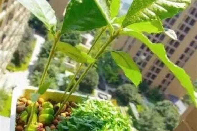 金丝楠木可以盆栽吗