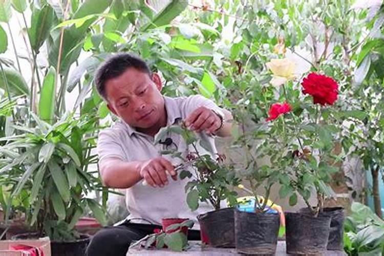 樱桃幼果期落果的原因有哪些