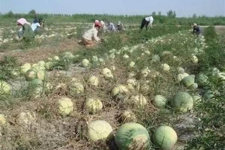 花生开花期要施什么肥