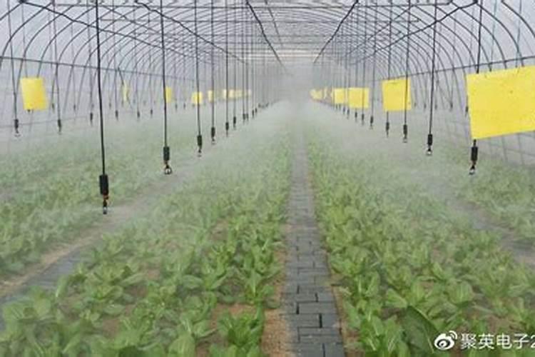 水溶肥在果树上几天能吸收