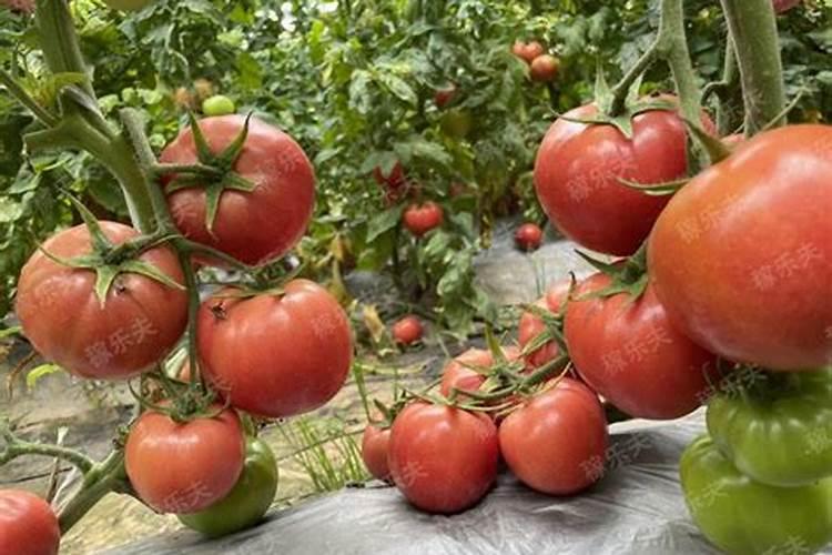 生物菌肥种玉米公顷用多少公斤？