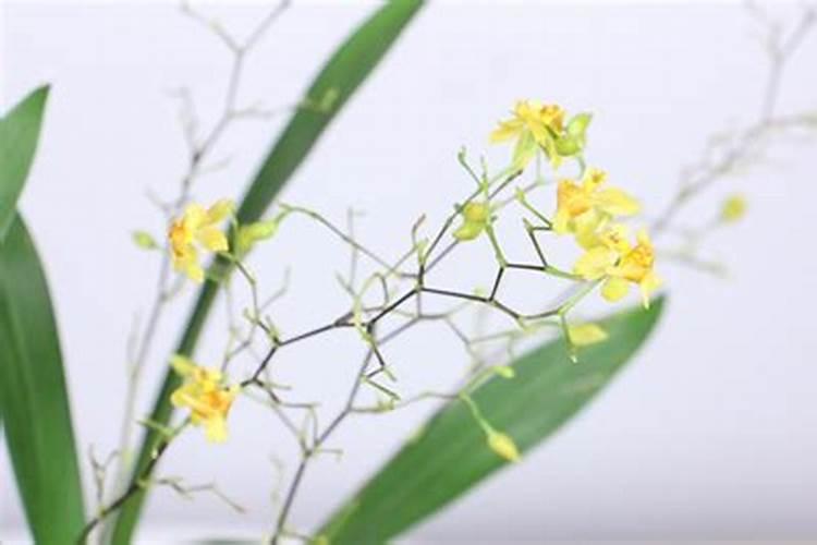 北方地区水稻种植管理技巧 水稻应该怎么养殖