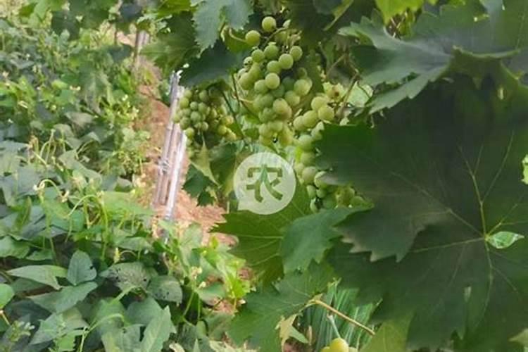 对于葡萄后期软果的情况,有什么可行的补救方案？