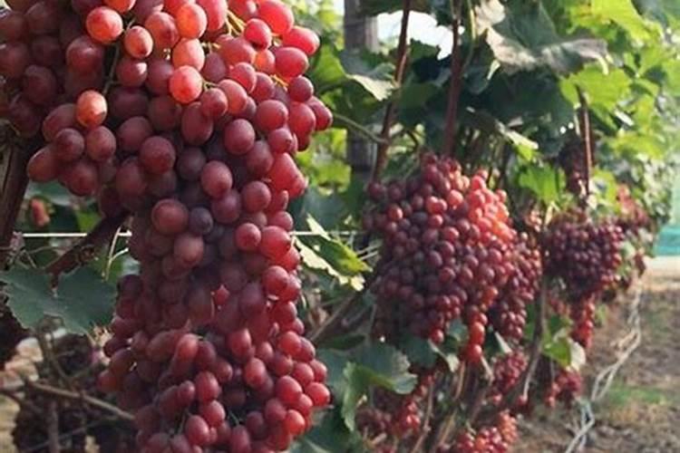 种菜用什么肥料最好