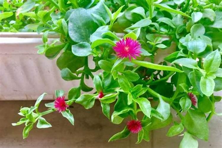 盆栽柠檬树在什么时候合适换盆