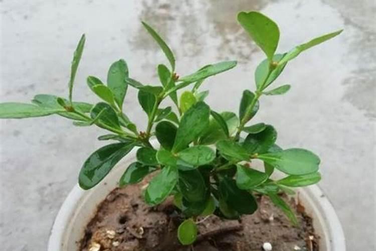 花生苗期至开花期怎么样管理才能够有效的提高花生的坐果率呢？