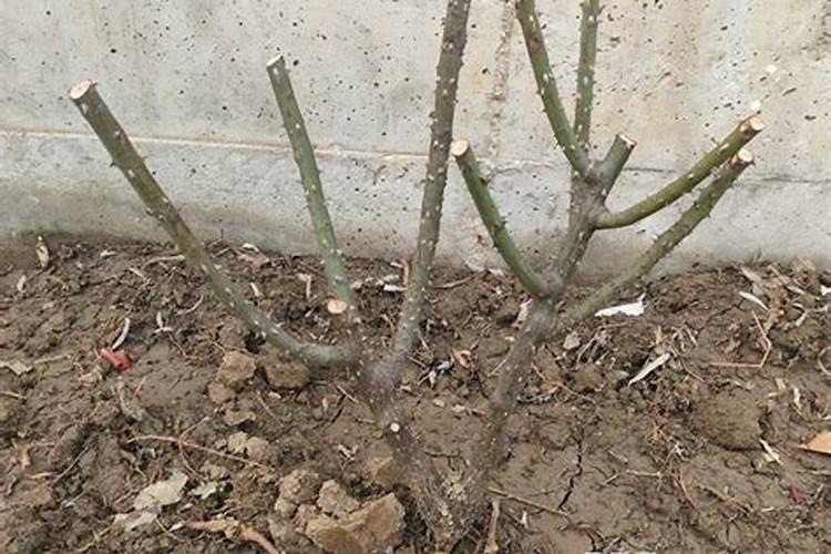 肥料施在地里不溶解,究竟是地的原因还是肥料的