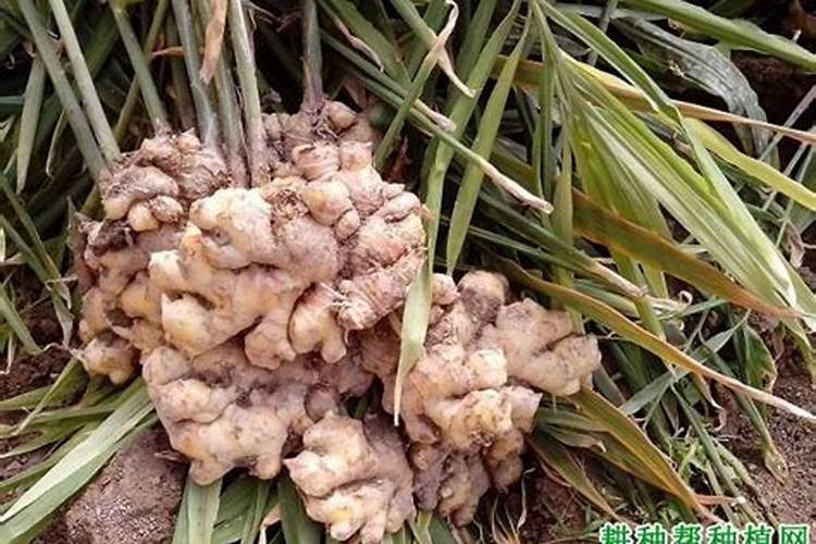 生姜追肥用什么肥料好