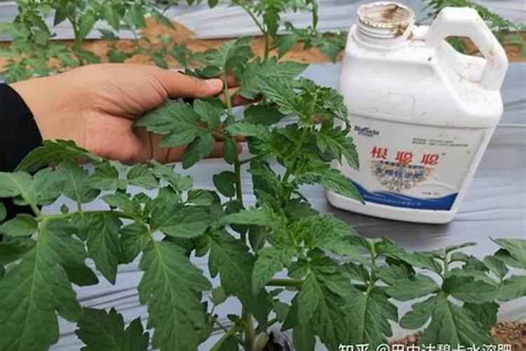 海藻碳菌复酶水溶肥可以喷叶面吗？