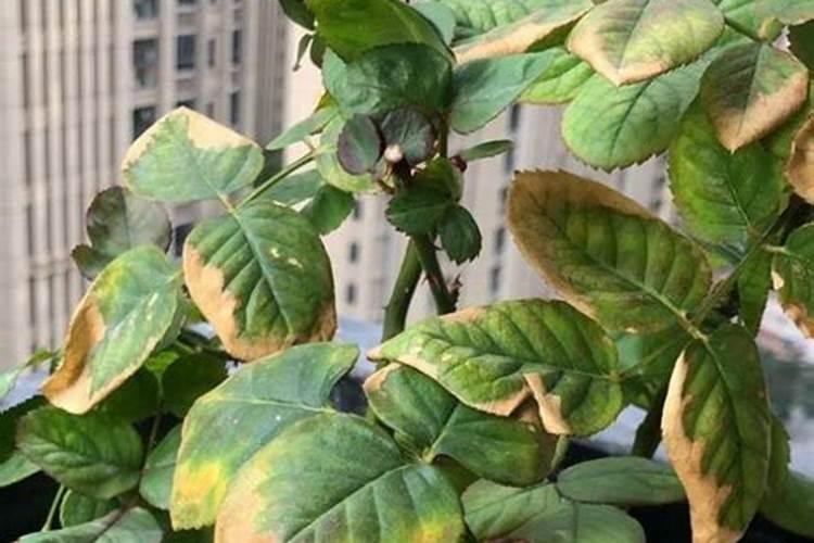 花草黄叶施什么肥、种花施什么肥料最好