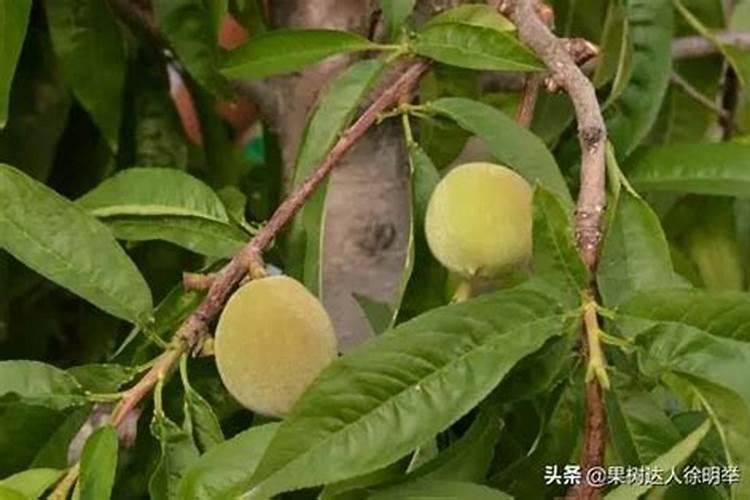 百合竹施什么肥最好