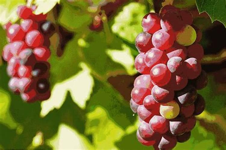 夏季施肥注意事项是什么