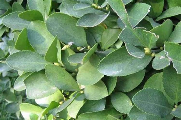 参芪蜂灵胶囊多少钱一盒啊？