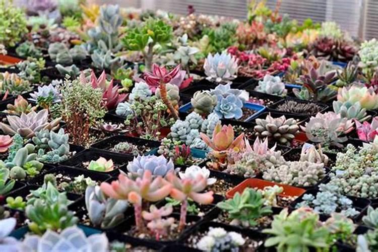 多肉植物怎么施肥才能养胖？