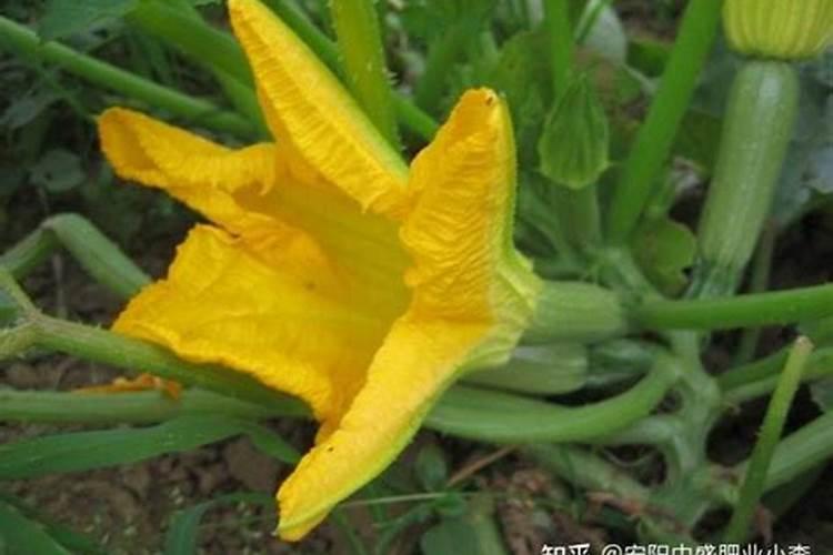 葫芦的施肥方法