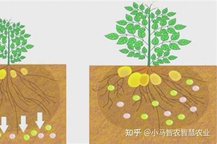 青柠和黄柠檬的区别,柠檬图片