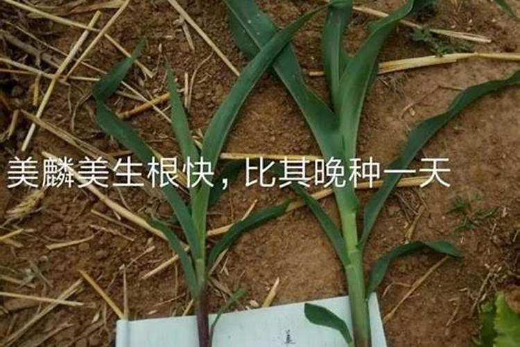 叶面肥三天喷一次可以吗