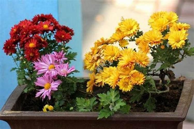 菊花开花时用什么肥料