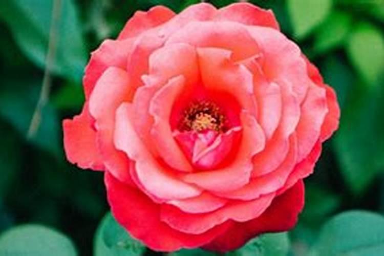 月季开花时能施肥吗月季开花时能不能施肥