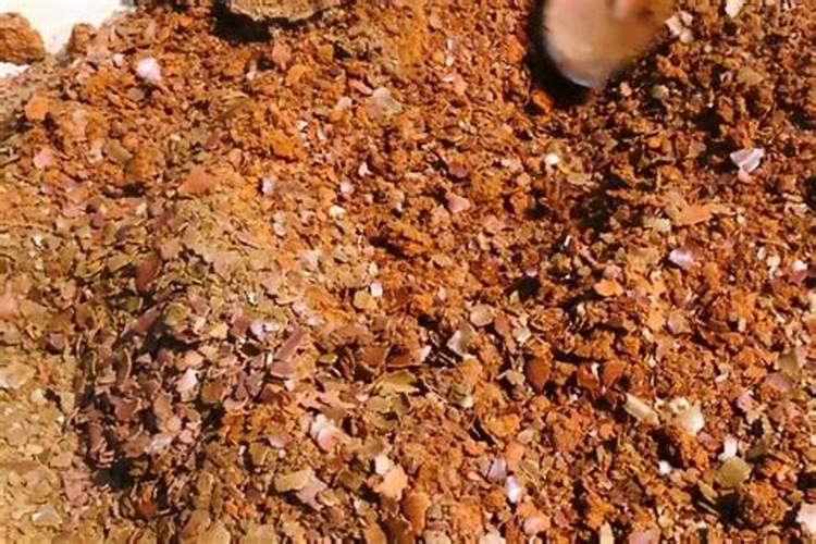 观赏植物的典型植物