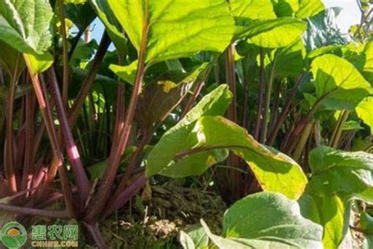 哈密瓜用什么肥可以增甜？