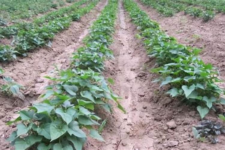 我想了解一下该怎么使用化肥氮磷钾？