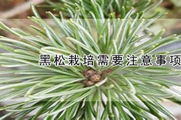 黑松刚换盆土可以喷叶面肥吗？