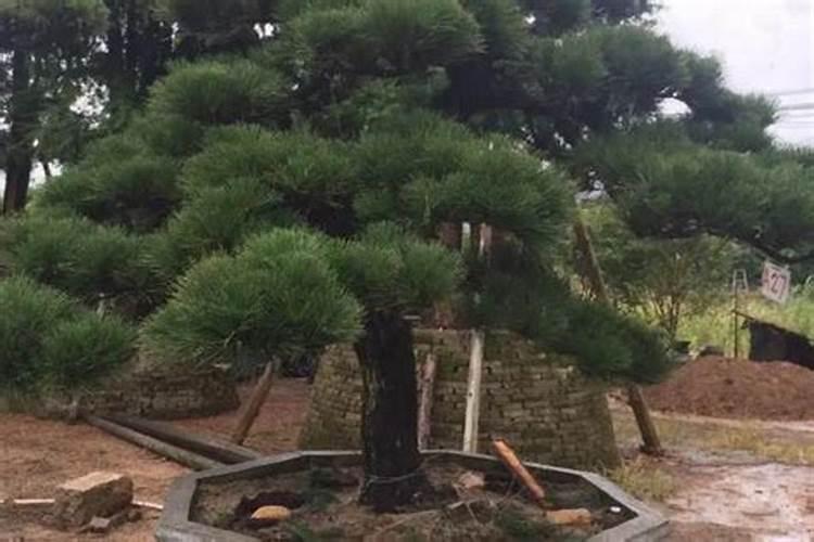 有哪些需要记住的黑松盆景养护管理技巧？