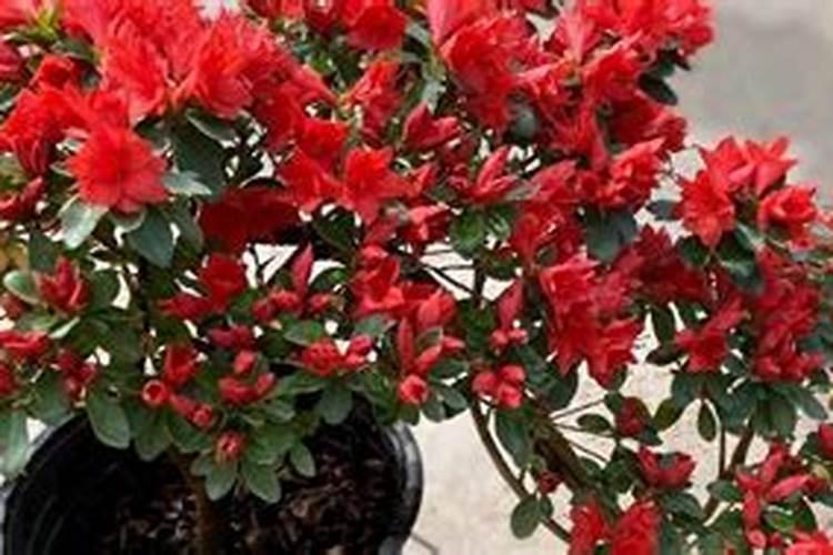 大蒜用什么底肥