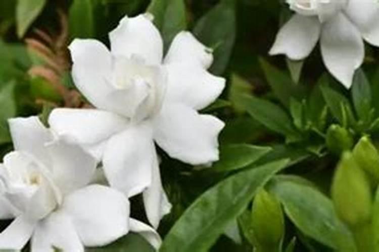 栀子花叶子发黄怎么办