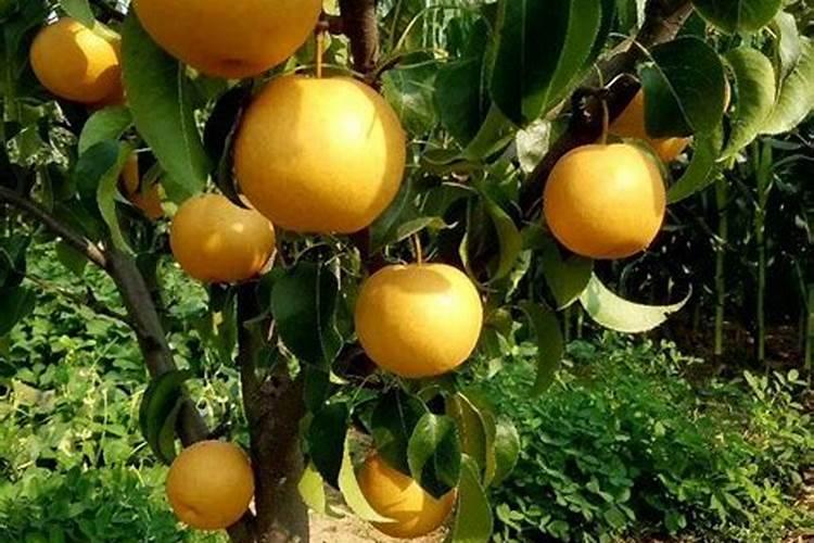 蔬菜喷洒芸苔素后多长时间能看到效果