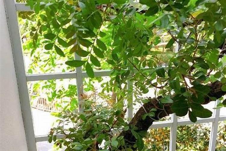 白皮松秋季施什么肥