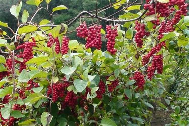五味子开花不结果怎么处理五味子开花不结果咋办？