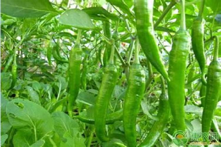 种辣椒用什么肥料比较好