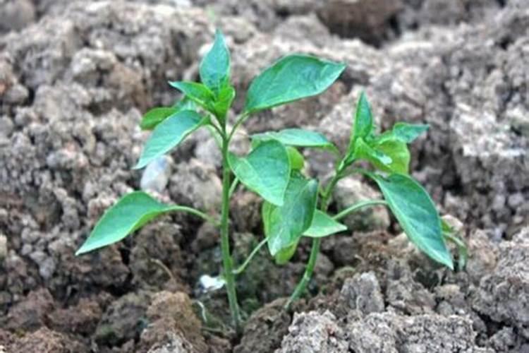 辣椒种植用什么肥料最好