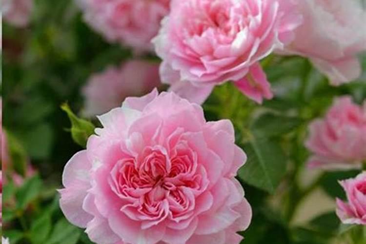 月季秋季施什么肥