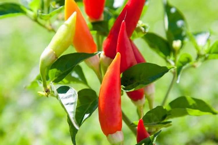 李子树秋季施什么肥料