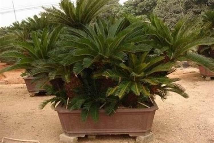 铁树什么时候施肥最好,怎么施肥