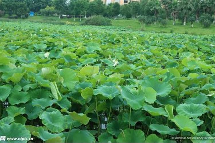 为什么树上结的广柑要裂口