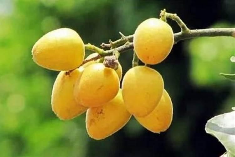 草莓用什么土种植最好