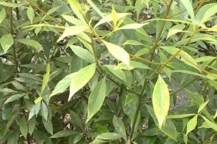 鱼蛋白对植物的作用