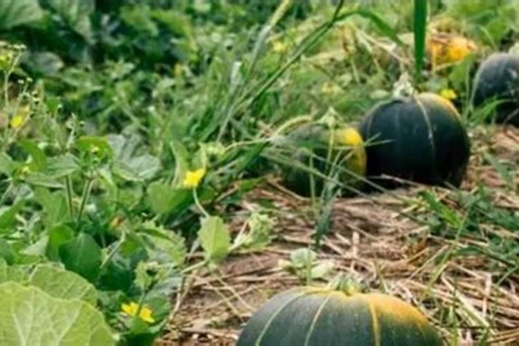 亚酸磷钾南瓜一亩地用多少板栗南瓜飞机打药？