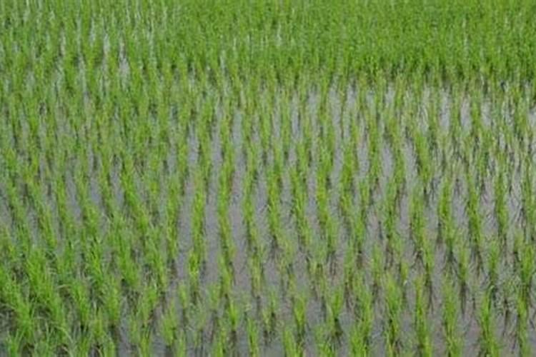 澳大利亚的桉树叶子能做肥料用来种菜吗